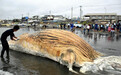 日本海岸接连2天出现鲸鱼尸体 原因不明