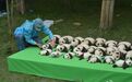成都新生的23只大熊猫首秀 “熊猫瘫”萌翻全场(组图)