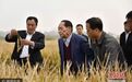 袁隆平团队迪拜种水稻成功 世界粮食安全再添中国贡献
