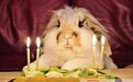 萌宠也疯狂！ 盘点动物花式过生日