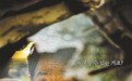 河正宇也挽救不了《隧道》的平庸