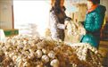 天津宝坻“六瓣红”皮红瓣白 “蒜”你美
