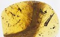中外古生物学家首次发现恐龙琥珀化石！可惜DNA已过期了
