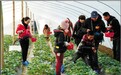 “莓”好心情，亲手采摘