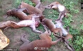 印度丛林现12只猴子尸体 兽医：或是被老虎吼叫吓死
