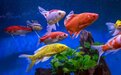 五颜六色的鱼，难道是为了吸引天敌去吃它？