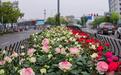 全面打造“花园城市”