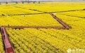 常德：油菜花儿开 鼎城十美花海等你来