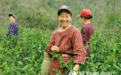 以金融活水润泽茶叶飘香，“贷”动黄金茶产业兴旺 --建行湘西州分行助力乡村振兴