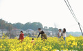长沙县14.3万亩油菜花讲述“春天的故事”，赏花经济带火近郊游