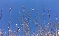 一日禅：春在枝头已十分