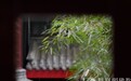 一日禅：春来花自青