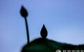 一日禅：花开半夏