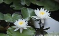 一日禅：年轻的心