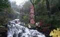 奔县游·来栾川｜竹海听泉、山水寻幽 王府竹海绘就金秋生态画卷