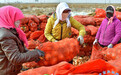 肃南:千吨农产品期货迎来销售“暖春”