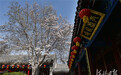 河北正定荣国府：玉兰花开