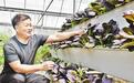 邯郸市永年区：“蔬菜之乡”绿色品牌这样铸成