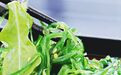 海苔、紫菜、裙带菜，是同一种东西吗？中国哪里的海菜最好吃？