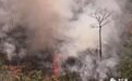 “地球之肺”亚马孙雨林大火“烧出”巴西困境