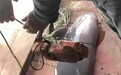 洞庭湖遇害江豚尸检报告：系撞入渔网窒息，涉事渔民尚未找到