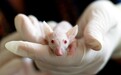 科学家培育出更长寿老鼠：人类还远吗？