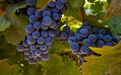 四度红酒|赤霞珠Cabernet Sauvignon——珠圆玉润惹人怜