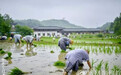 “一日不做，一日不食”！ 1200年江南古寺比丘尼种植智慧红米