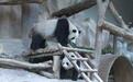 中国旅泰大熊猫"创创"离世！曼谷与清迈曾争抢落户，在泰产下幼仔