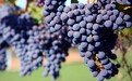 四度红酒|梅洛Merlot——温柔乖巧的小公主
