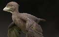日本首次发现恐龙时代“鸽”化石，比孔子鸟晚，或改写鸟类进化史