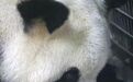 外媒就熊猫宝宝取名发起投票：出现“黄之锋”选项