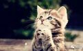 四大名家笔下的猫——尽脱妖媚之态，尽显灵性十足
