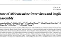 中国团队解析非洲猪瘟病毒精细三维结构，助力新型疫苗开发
