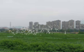 湿地公园般的污水处理厂打造“绿色”城市名片