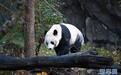 旅美大熊猫贝贝回国，中国网友又愁了：听不懂中文咋办？