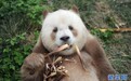全球唯一圈养棕色大熊猫“七仔”被终身认养