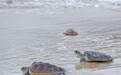 台“海巡署”吁游客勿滋扰海龟 摸一下最高罚30万台币