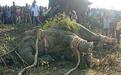 印度大象“本·拉登”逃跑近2周后被捕 曾踩死5名村民