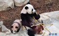 马克龙访华还有一件重要的事：留住大熊猫
