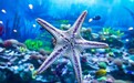 3月20日上海海昌海洋公园恢复开园，试水“线上排队”