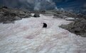 阿尔卑斯山出现“粉红雪” 专家称可能是危险信号