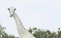 两只白色长颈鹿遭猎杀 距离初次被发现仅3年