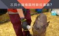 三只小猪难阻特斯拉暴跌？