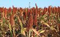 茅台高粱每公斤9.2元，茅台高粱有啥特别？