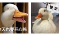 吃了 20 多年的鸭子，没想到有一天被它啄了 20 多下