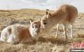 可可西里藏羚羊“幼儿园”里的“奶爸”和“小朋友”们