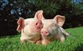 猪肉价格连跌、千亿猪王身家蒸发220亿 为何3大房企巨头还要养猪？