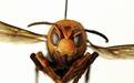 美国首现“杀手大黄蜂”，体型“巨大到令人震惊”
