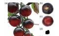 研究发现番茄4种新花青素成分